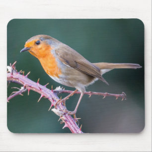 Tapis De Souris Robin Perché sur une branche de Blackberry