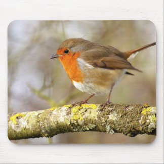 Tapis De Souris Robin sur la branche