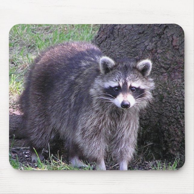 Tapis De Souris Rocky le Raccoon (Devant)