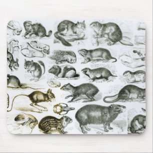 Tapis De Souris Rodentia-Rongeurs ou animaux de rongement