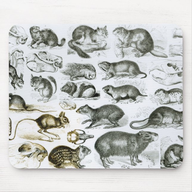 Tapis De Souris Rodentia-Rongeurs ou animaux de rongement (Devant)