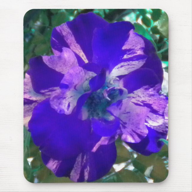 Tapis de souris Rose panachée violette (Devant)