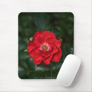 Tapis De Souris Rose rouge P6568