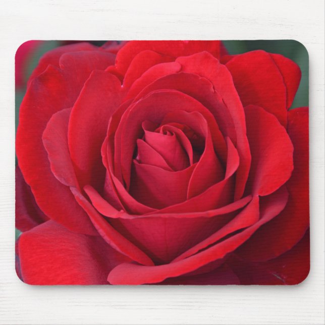 Tapis De Souris Rose rouge simple en pleine floraison (Devant)