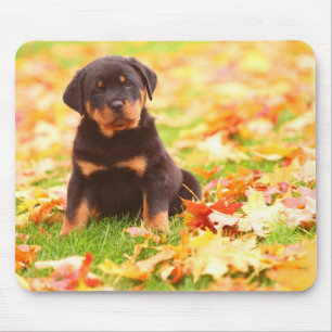 Tapis De Souris Rottweiler Chiot Assis Dans Les Feuilles D'Automne