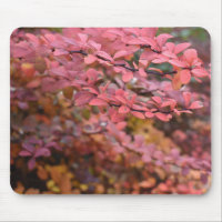Rouge Orange Chute Feuillage Automne Feuilles Natu