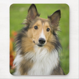 Tapis De Souris Rough Collie, chien