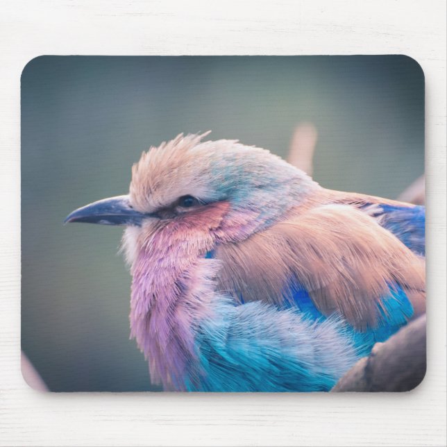 Tapis De Souris Rouleau sud-africain de Lilas-Breasted (Devant)