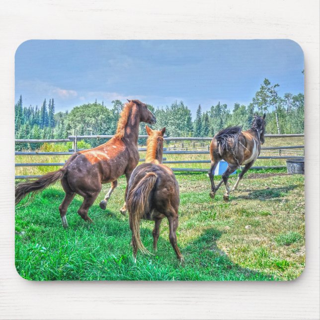 Tapis De Souris Running Pinto Paint Gelding & Chestnut Stallions (Devant)