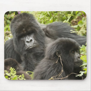 Tapis De Souris Rwanda, Parc national des volcans