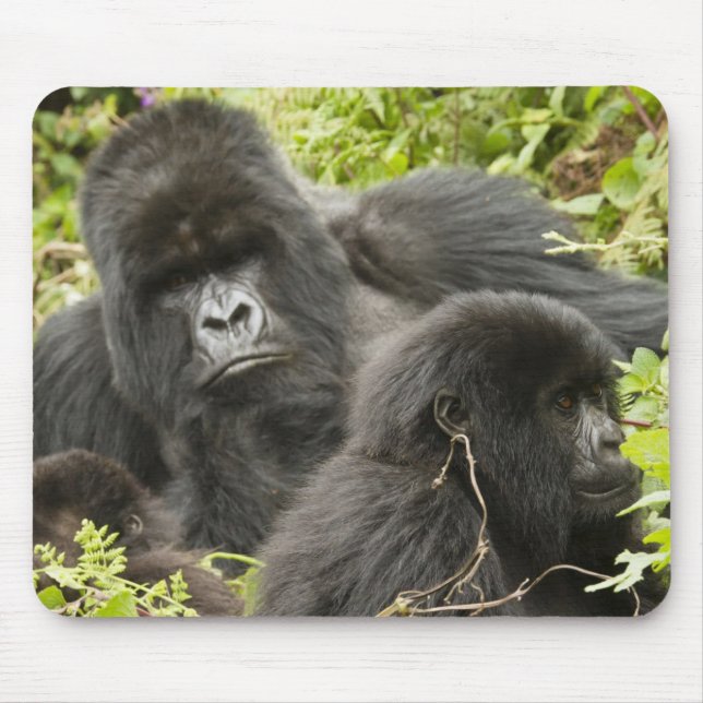 Tapis De Souris Rwanda, Parc national des volcans (Devant)