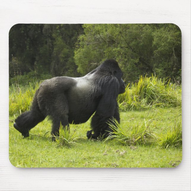 Tapis De Souris Rwanda, Parc national des Volcans (Devant)