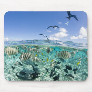 Tapis De Souris safari sur la lagune avec Stingrays