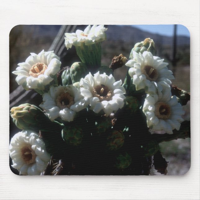 Tapis De Souris Saguaro Blossoms Mousepad (Devant)
