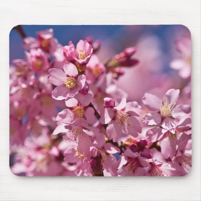 Tapis De Souris Sakura Cherry Blossoms embrassés par Sunlight (Devant)