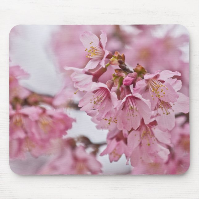 Tapis De Souris Sakura Cherry Blossoms Pale Pink (Devant)