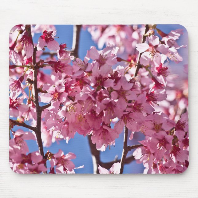 Tapis De Souris Sakura Cherry Blossoms Red Stars (Devant)
