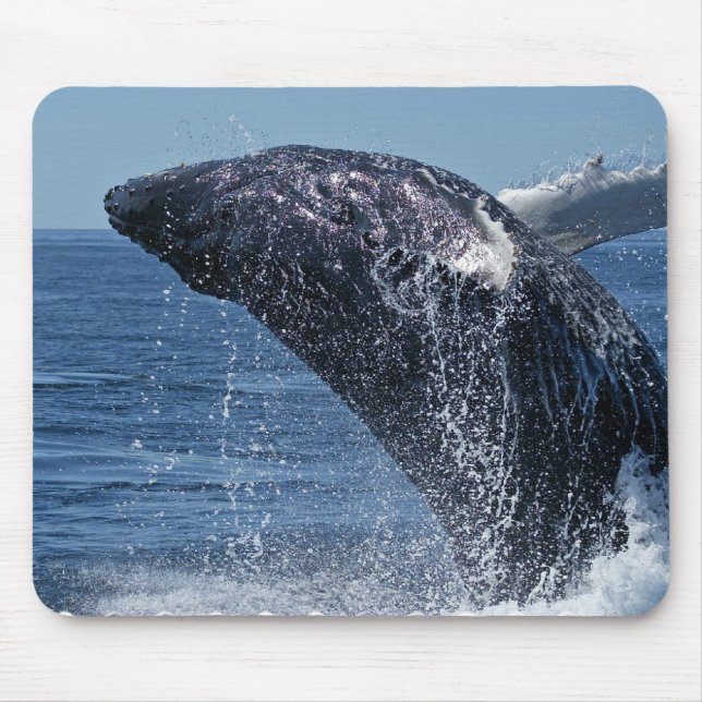 Tapis de souris sautant de baleine de bosse (Devant)