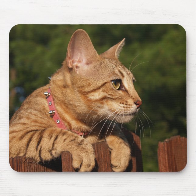 Tapis De Souris Savannah Chat Mousepad (Devant)