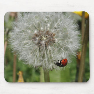 Tapis De Souris scarabée de dame - coccinelle sur le pissenlit