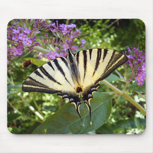 Tapis De Souris Scarce Swallowtail Butterfly Mouse Mat (Devant)