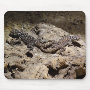 Tapis De Souris Sceloporus cyanogenys