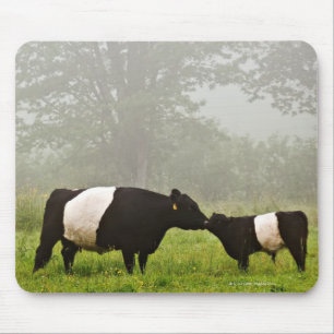 Tapis De Souris Scène désagréable de la vache galloway ceinturée q