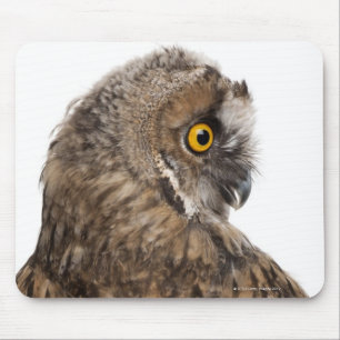 Tapis De Souris Scops-hibou eurasien - scops d'Otus (2 mois)