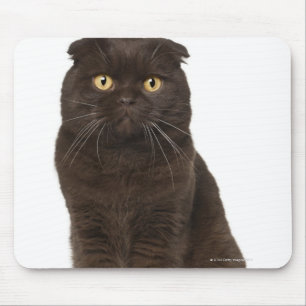 Tapis De Souris Scottish Fold (18 mois) assis