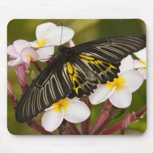 Tapis De Souris SE Asie, Thaïlande, Khon Kaen