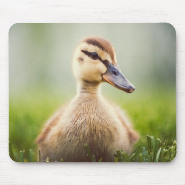 Tapis De Souris Se pencher de Mallard de bébé (Devant)