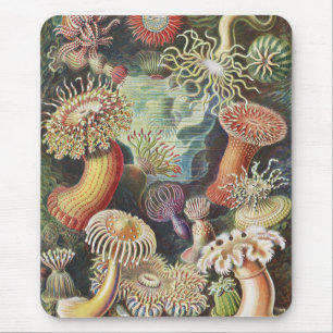 Tapis De Souris Sea Anemones, Actiniae Seeanemonen Ernst Haeckel