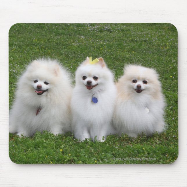 Tapis De Souris Séance de 3 Pomeranians (Devant)