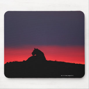 Tapis De Souris Séance de lionne (Panthera Lion), au coucher du