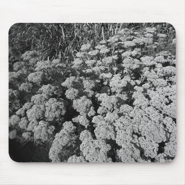 Tapis De Souris Sedum Automne Joy (B&W) (Devant)