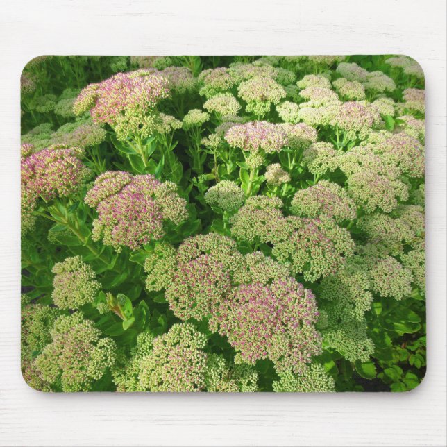 Tapis De Souris Sedum "Joie d'automne" (Devant)