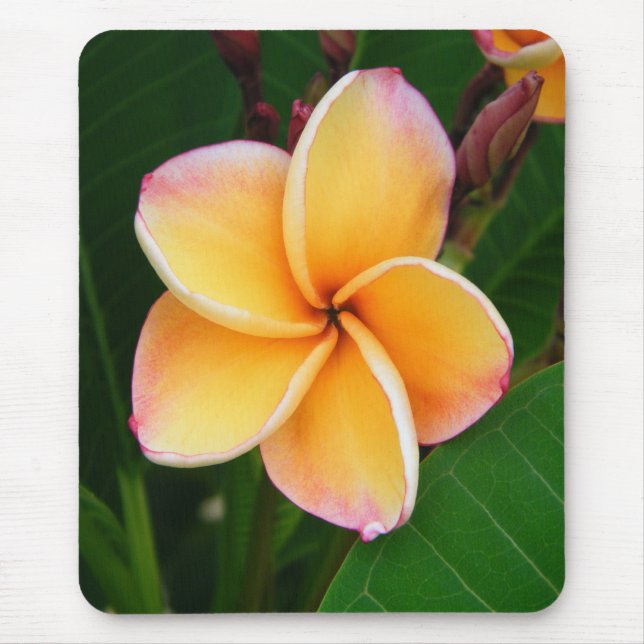 Tapis De Souris Sens tropicaux (Devant)