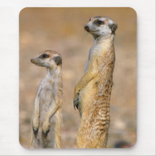 Tapis De Souris Sentinelles de suricate (Suricata suricatta), Kara