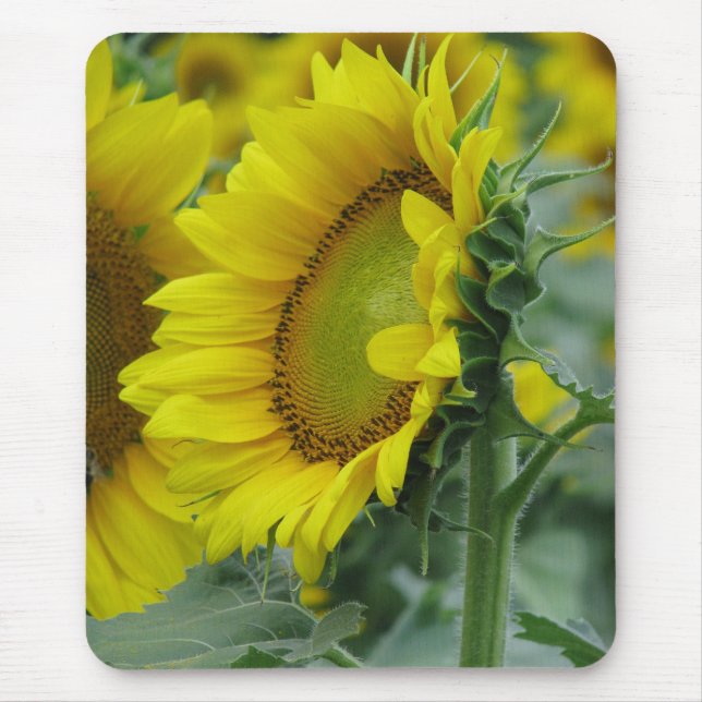 Tapis De Souris Série de tournesols (Devant)