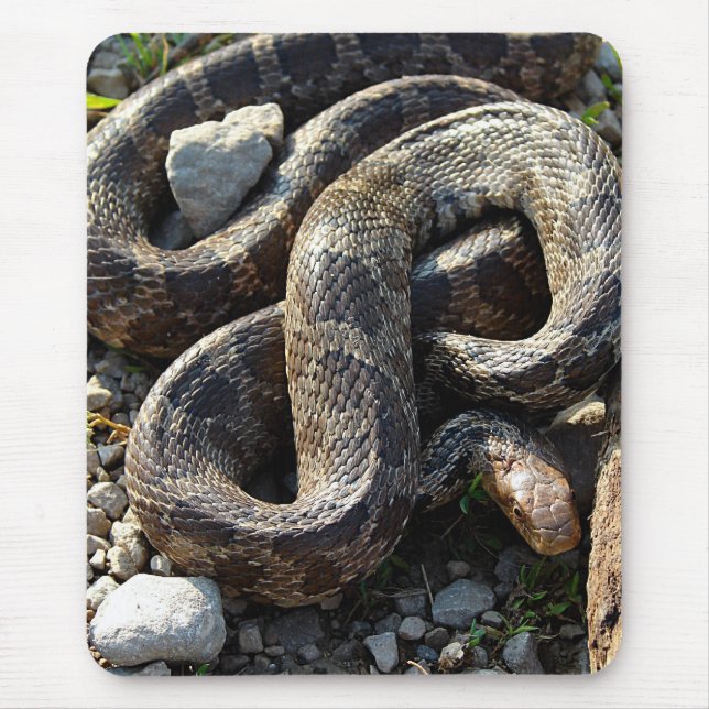 Tapis De Souris Serpent (Devant)