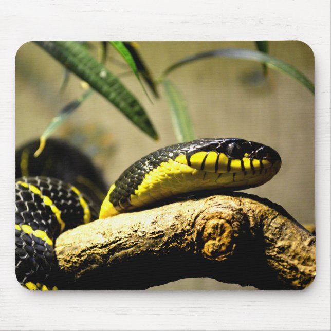 Tapis De Souris Serpent noir et jaune (Devant)