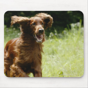 Tapis De Souris Setter irlandais