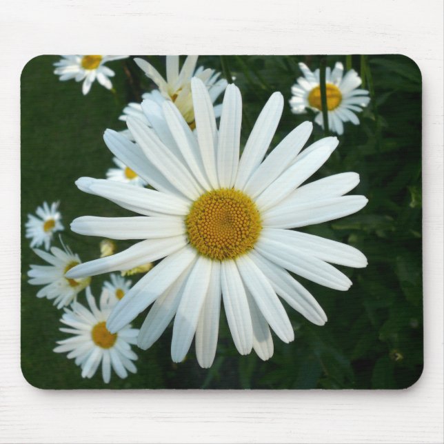 Tapis De Souris Shasta Daisy (Devant)