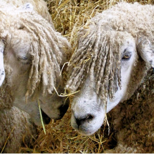 TAPIS DE SOURIS SHEEP