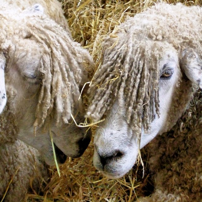 TAPIS DE SOURIS SHEEP (Two beautiful Cotswold sheep captured photographically in a funny and humorous moment.)