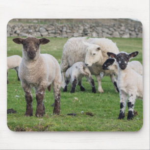 Tapis De Souris Shetland Sheep