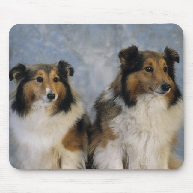 Tapis De Souris Shetland Sheepdogs (Devant)