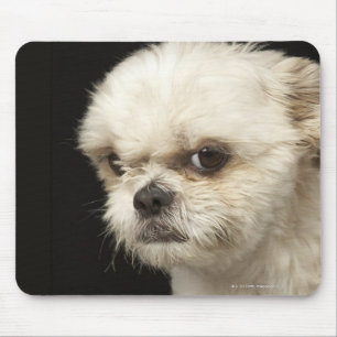 Tapis De Souris Shih blanc fâché Tzu avec les yeux bruns