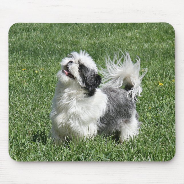 Tapis De Souris shih tzu (Devant)