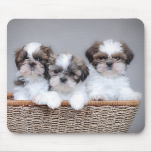 Tapis De Souris Shih Tzu puppies